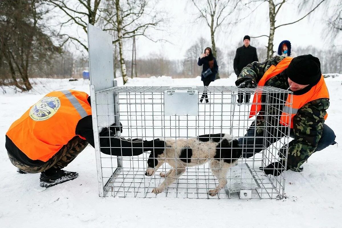 Отлов собак московская область. Отлов бродячих животных. Служба отлова бездомных собак.