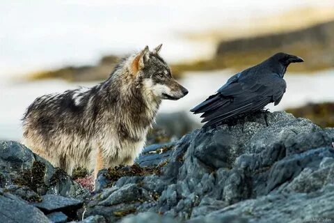Wolf and raven