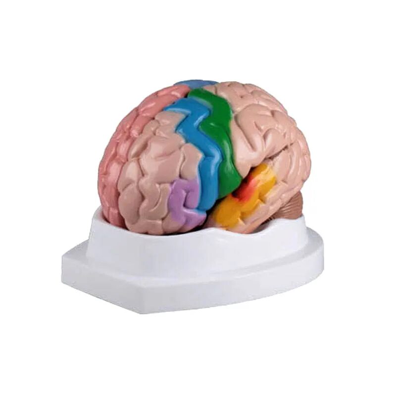 Colored brains. Макет мозга. Модель головного мозга. Анатомическая модель мозга 3d. Разборная модель головного мозга.
