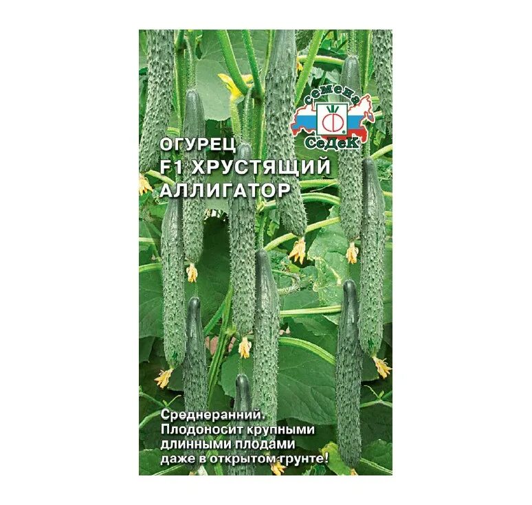 Огурец изумрудная семейка f1. Огурцы с аспирином на зиму. Огурец аллигатор f1 семена. Огурец лежит. Что такое партенокарпический гибрид огурцов.