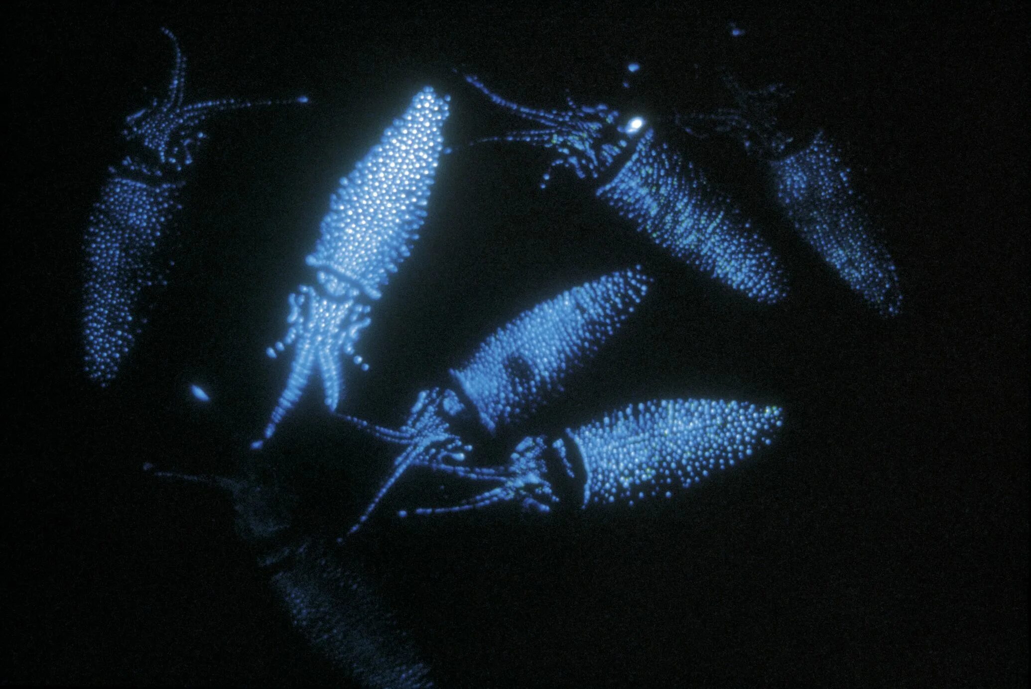 Кальмары ватасения. Кальмар Светлячок. Биолюминесценция кальмар. Биолюминесценция головоногих.