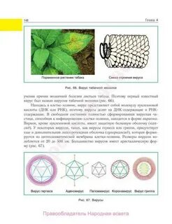 Вирусы 11 класс биология