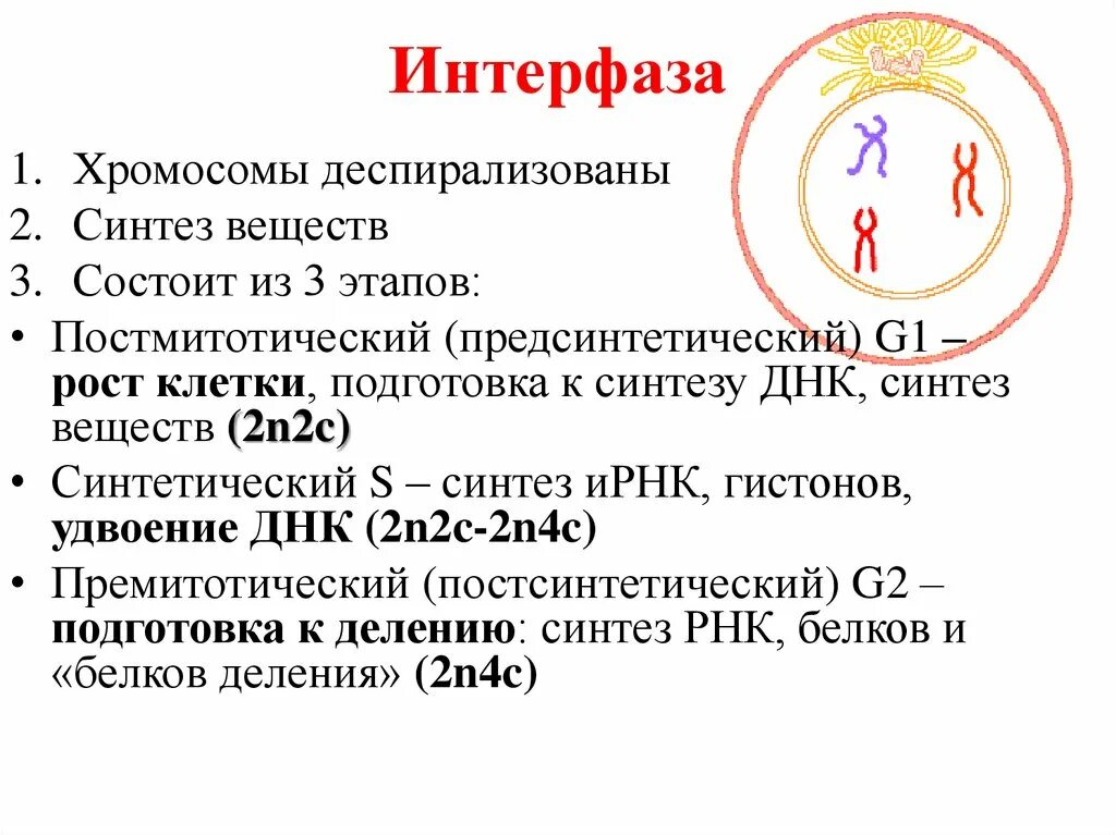 Начало митоза сколько хромосом. Наборы хромосом в периодах митоза. Интерфаза набор хромосом. Нпбло хромосом в интерфазе. Набор хромосом в периоды интерфазы.