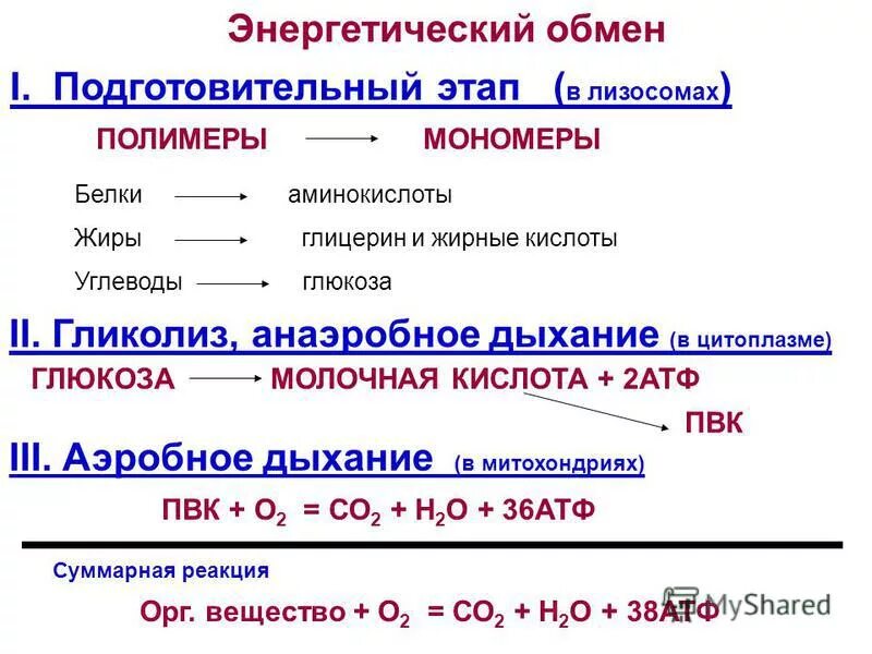 Формула подготовительного этапа энергетического обмена. Общая схема реакций энергетического обмена. Энергетический обмен схема реакции. Этапы энергетического обмена схема.