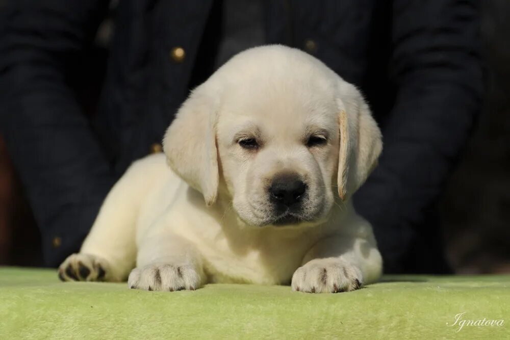 Питомник лабрадоров в москве. Лабрадор-ретривер купить щенка. Лабрадор коричневый длинношерстный. Амар васант питомник. Питомник лабрадоров в москве.