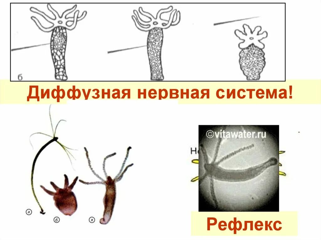 Диффузная нервная система. Нервная система диффузного типа. Диффузная нервная система кишечнополостных. Гидра нервная система диффузного типа. Диффузная представители