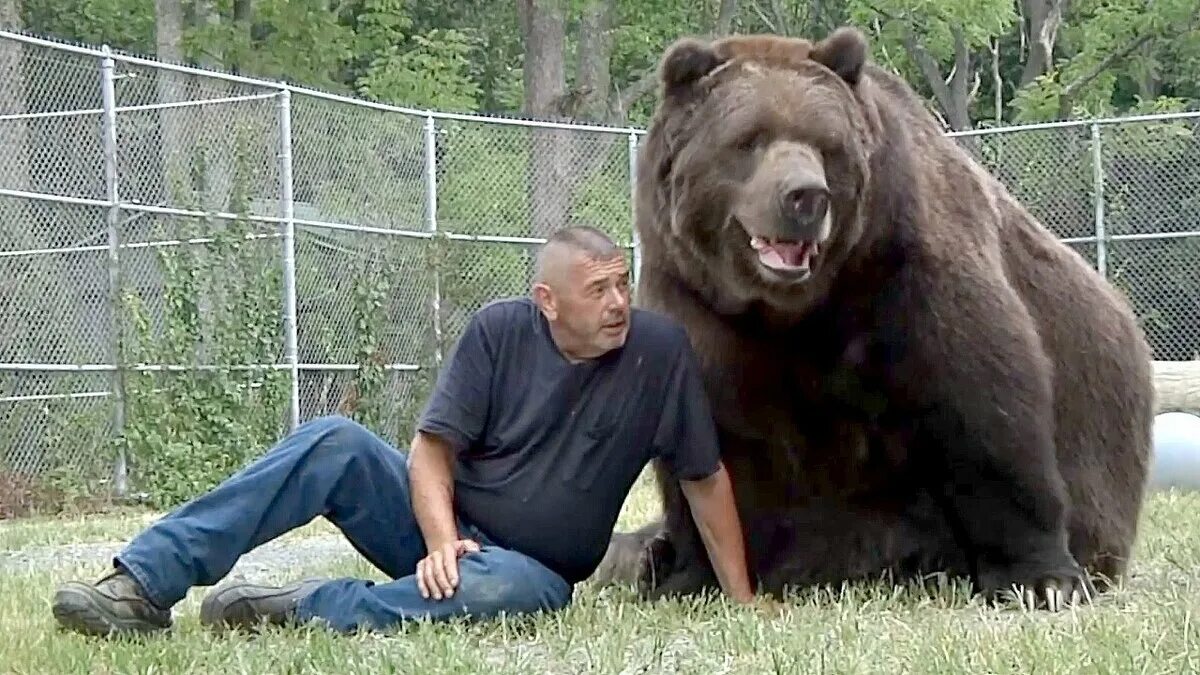 Какой медведь сильнее. Джим Ковальчик и 22-летний медведь Джимбо. Медведь Кадьяк самый большой в мире. Джим Ковальчик и медведь. Гризли медведь вес рост.
