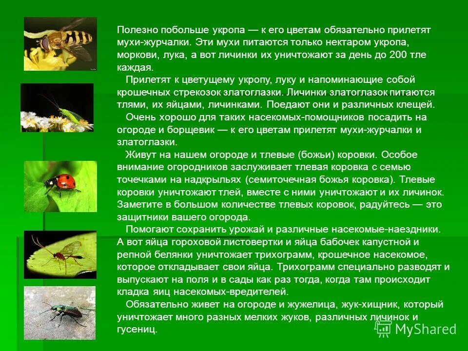 Незаметные защитники урожая. Незаметные защитники урожая презентация. доклад по окружающему миру на тему незаметные защитники урожая. доклад на тему незаметные защитники урожая. защитники урожая 4 класс доклад.
