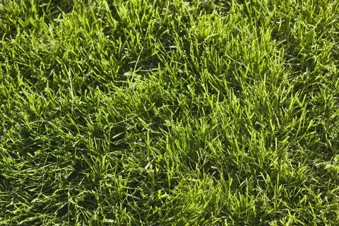 Grass well