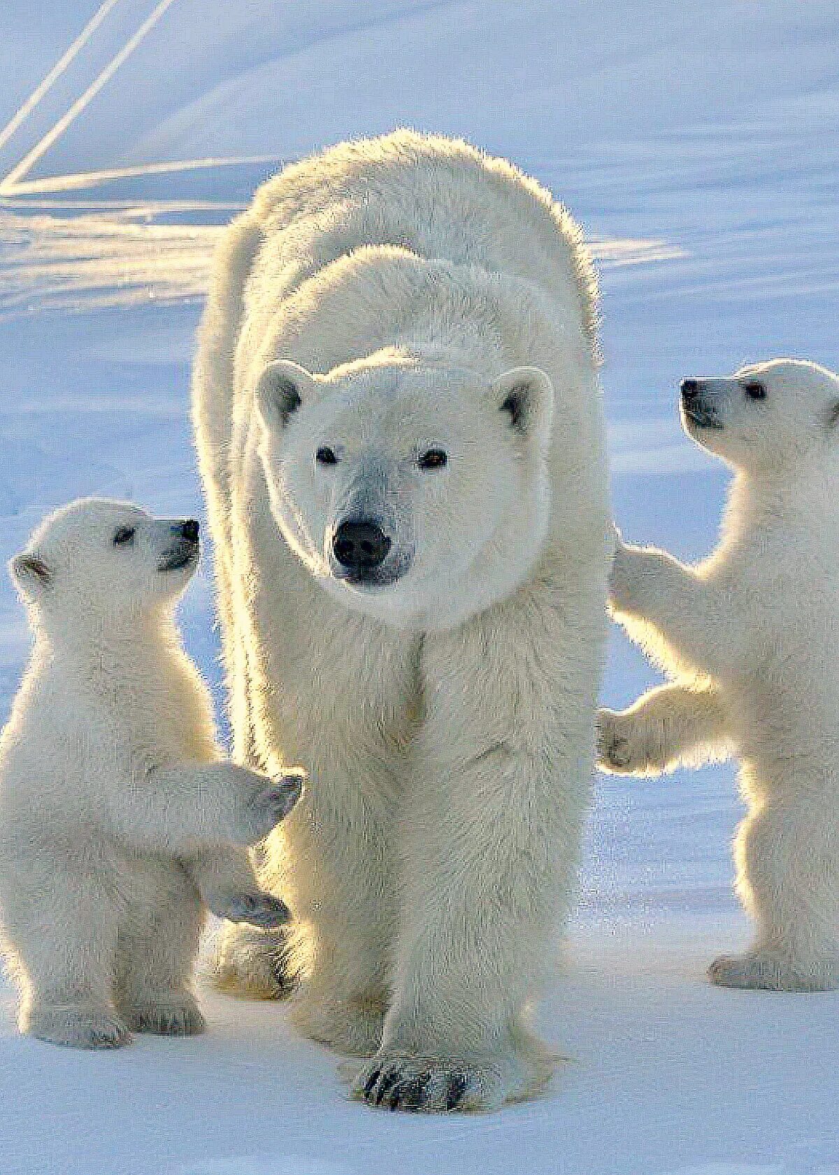 хищные животные белый медведь. белый медведь с медвежатами. белый медведь (лаптевская популяция). белый медведь wwf. белый медведь.