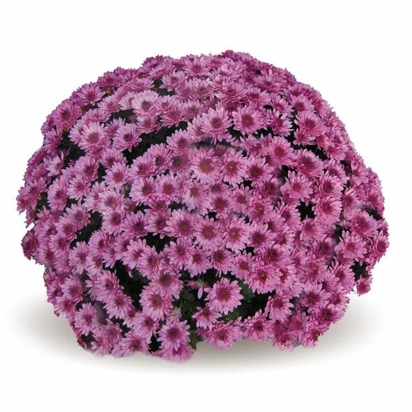 Mums flowers. Хризантема Daybreak Purple. Хризантема мультифлора Daybreak Dark Pink. Хризантема мультифлора Скайфолл. Хризантема Авалон Пинк.