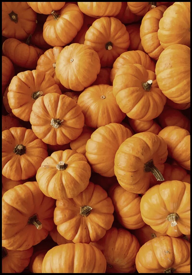 Тыква на белом фоне. Золотая тыква. Тыква круглая. Мускатная тыква фото. Тыква оранжевая.