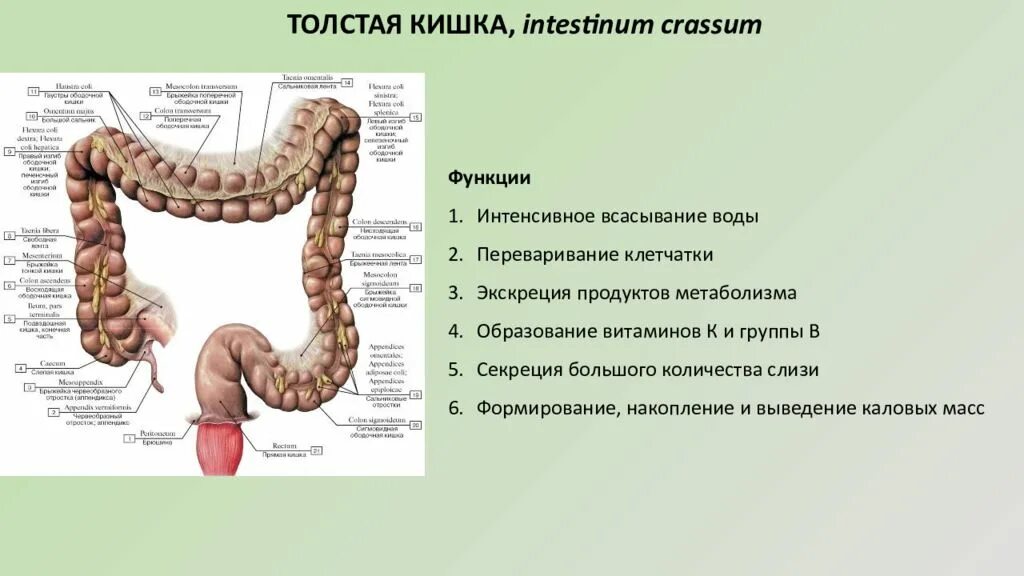 Ободочная толстая кишка анатомия. Толстая кишка отделы функции. Толстая кишка intestinum crassum. Строение кишечника вид сбоку.