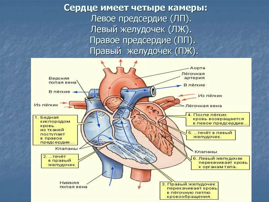 Верхняя полая Вена анатомия сердца. Нижняя полая Вена анатомия сердца. Верхняя полая Вена правое предсердие. Легочная Вена верхняя полая Вена.