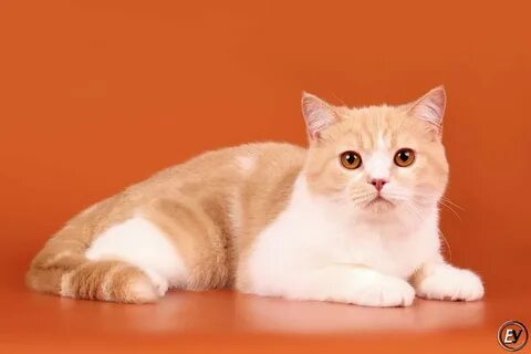 Шотландская короткошерстная