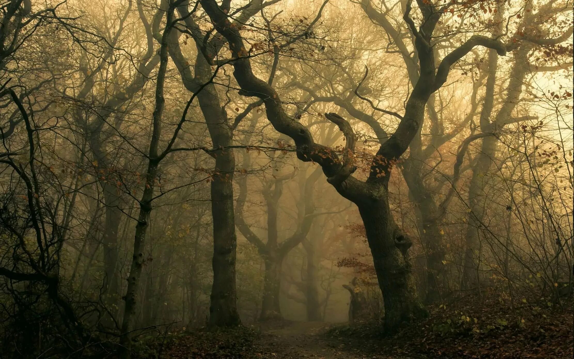 Темная чаща леса. Шервудский лес. Мрачный пейзаж. Зловещее дерево. Мрачное дерево.