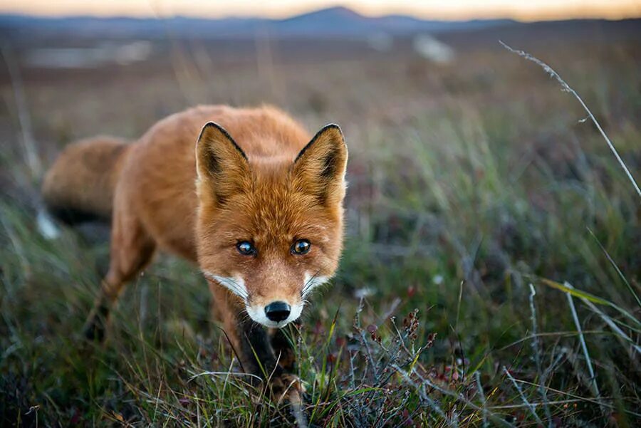 Лиса Чукотки. Лиса в Удмуртии. Красивая лиса. Дикая лиса. Fox wild