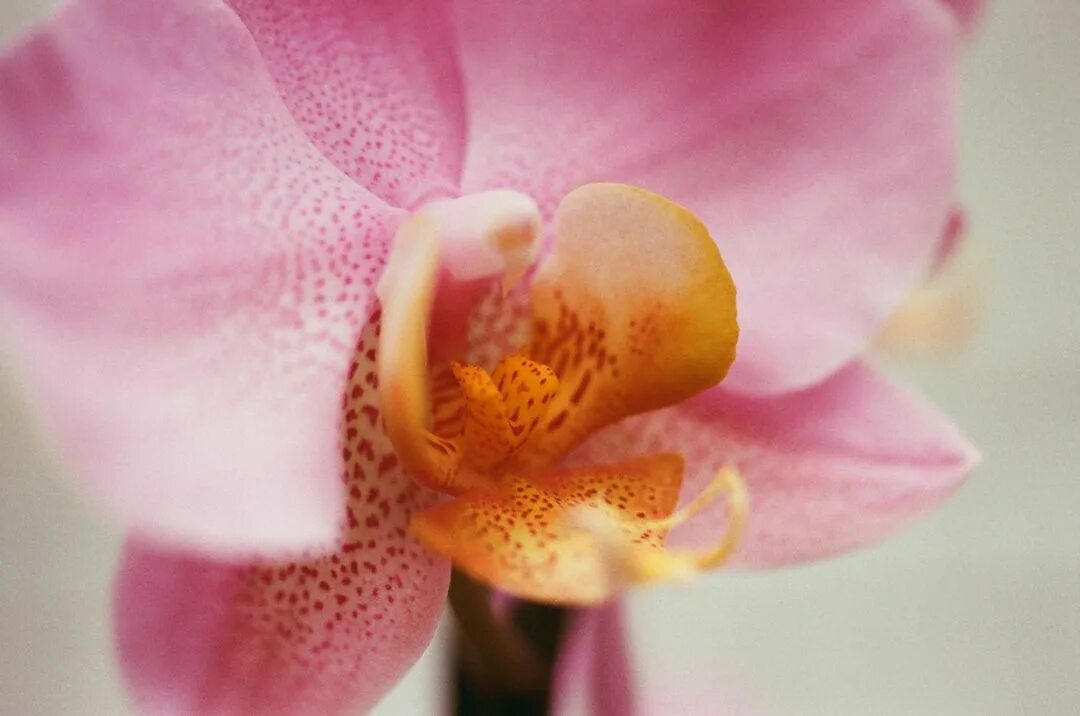 Que significa regalar orquídeas
