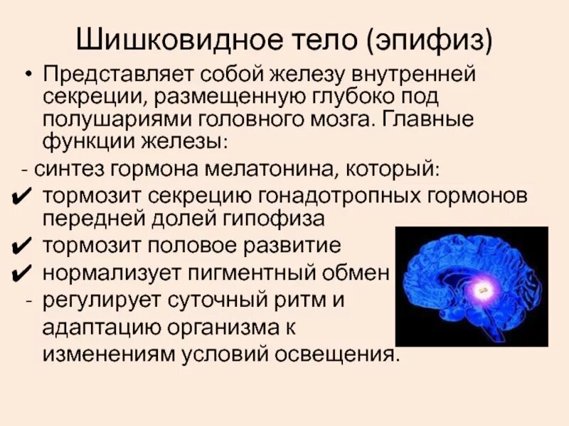 Железа мозга 7. Функция эпифиза в головном мозге. Шишковидная железа (эпифиз). Функции желез внутренней секреции эпифиз. Обызвествление шишковидной железы.