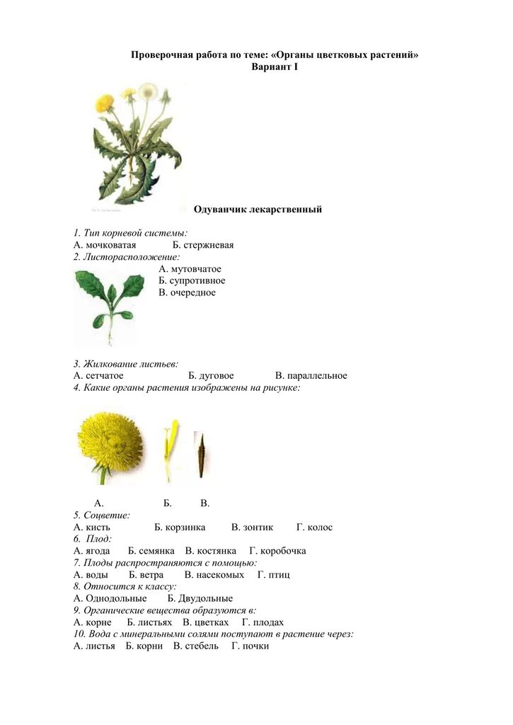 Проверочная по покрытосеменным. Проверочной работе по органам растения. Проверочная работа по биологии органы растений. Одуванчик лекарственный органы растения. Проверочная работа по теме растения.