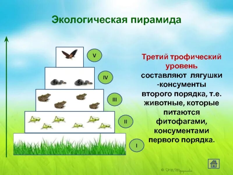 Организмы 1 5 трофических уровней. Экологическая пирамида Элтона. Трофический уровень консументов 2. Экологическая пирамида консументы. Трофические цепи, экологические пирамиды..