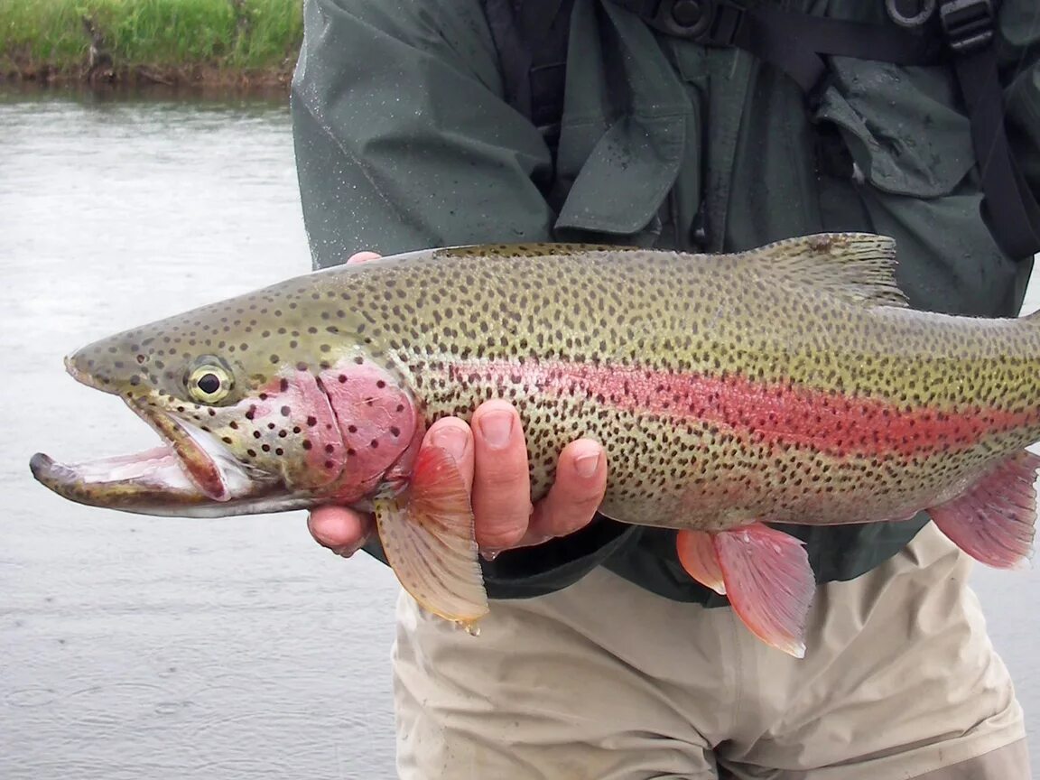 Как называется форель. Озерная форель (радужная, кумжа). Как называется форель. Форель пятнистая. Озерная форель кумжа.
