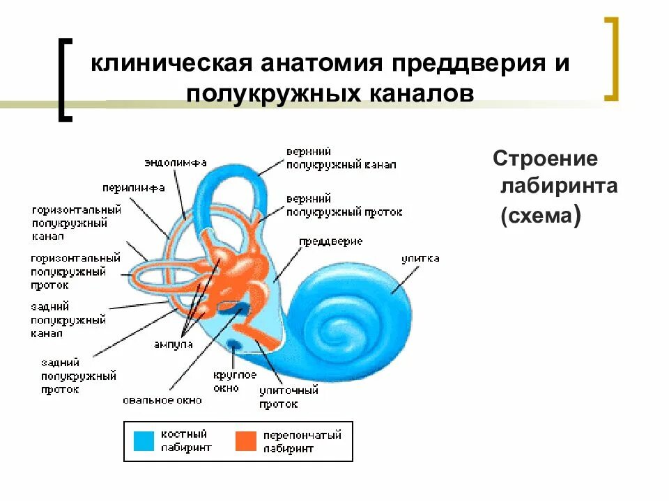 Периферический вестибулярный аппарат. Вестибулярный аппарат внутреннего уха строение функции. Схема периферического отдела вестибулярного анализатора. Строение анализатора вестибулярного аппарата схема. Отолитовый аппарат вестибулярного анализатора.