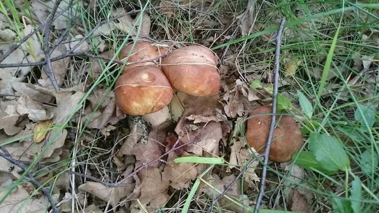 Первый гриб весной название. Ранние грибы Черноземья. Весенние грибы Подмосковья. Первые грибы. Первые грибы весной.