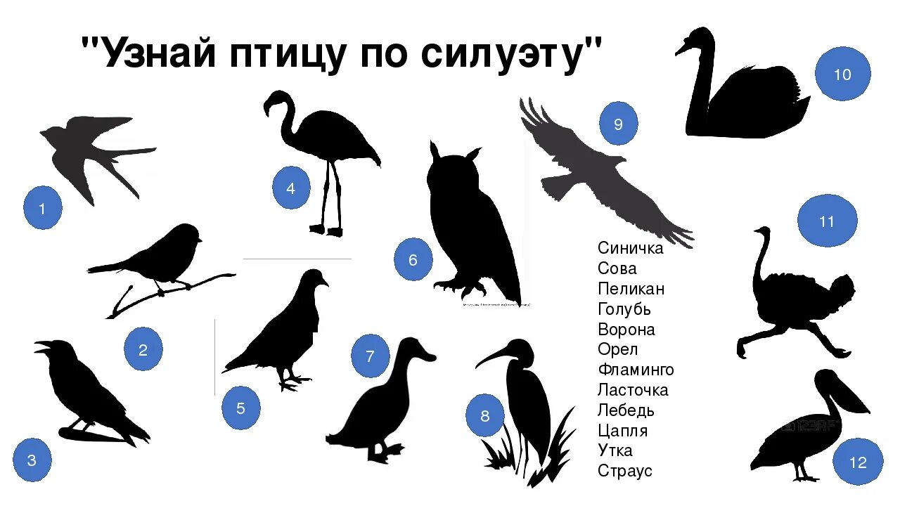 Узнай птицу по силуэту. Угадай птицу по силуэту. Птицы задания для детей. Задания по силуэтам птиц.