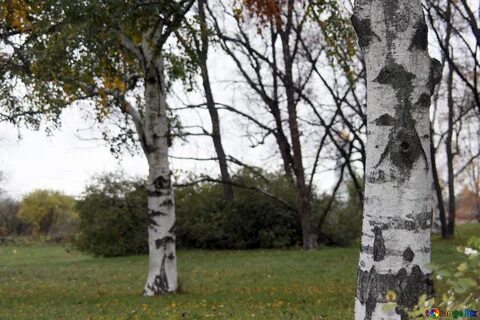 Сколько тут было кудрявых берез