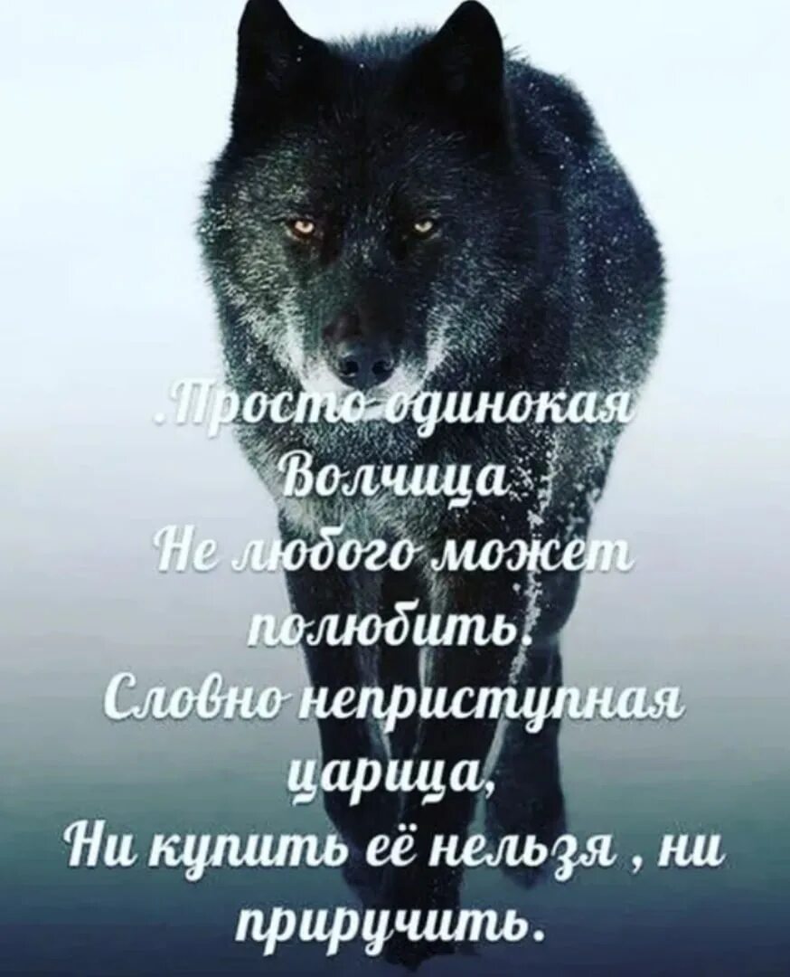 Волчица не позабывшая ребячьих своих забав. Волк с надписью. Волк одиночка цитаты. Одинокая волчица. Красивые цитаты с волками.