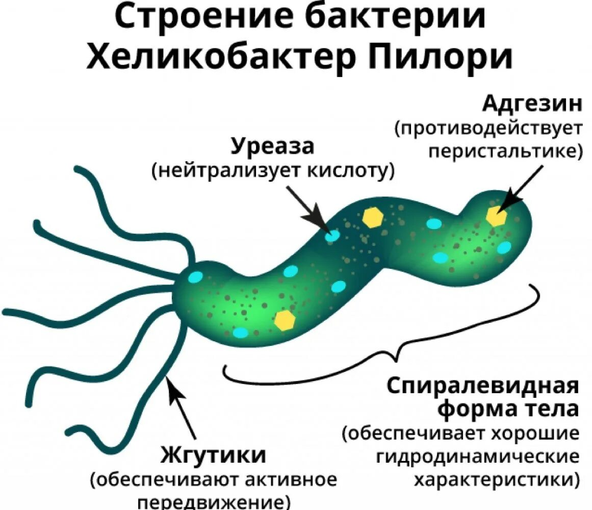 Строение бактерии хеликобактер пилори. Хеликобактер пилори структура. Морфология бактерий хеликобактер пилори. Причины появления хеликобактер в желудке