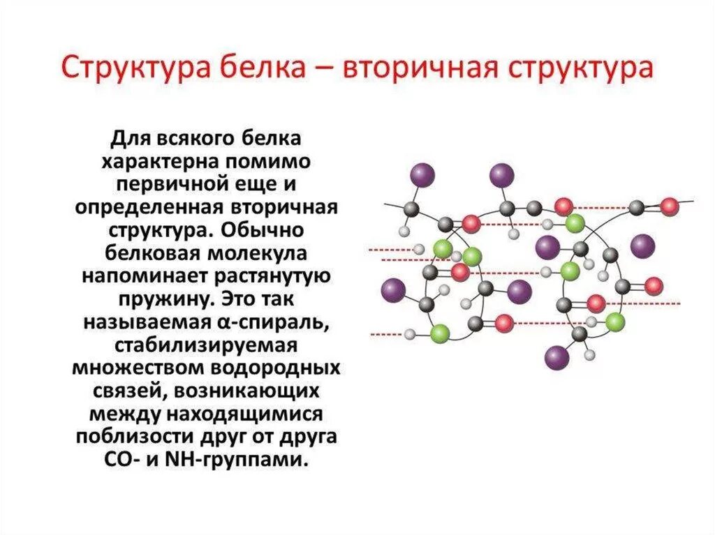 Свойства белковых молекул. Вторичная структура белка 10 класс. Структура молекулы белка. Для первичной структуры белковой молекулы характерно образование. Белки строение.