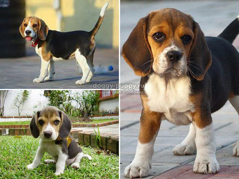 порода бигль. параметры бигль собаки породы. бигль терьер. минусы бигля отзывы. бигль о породе и характере.