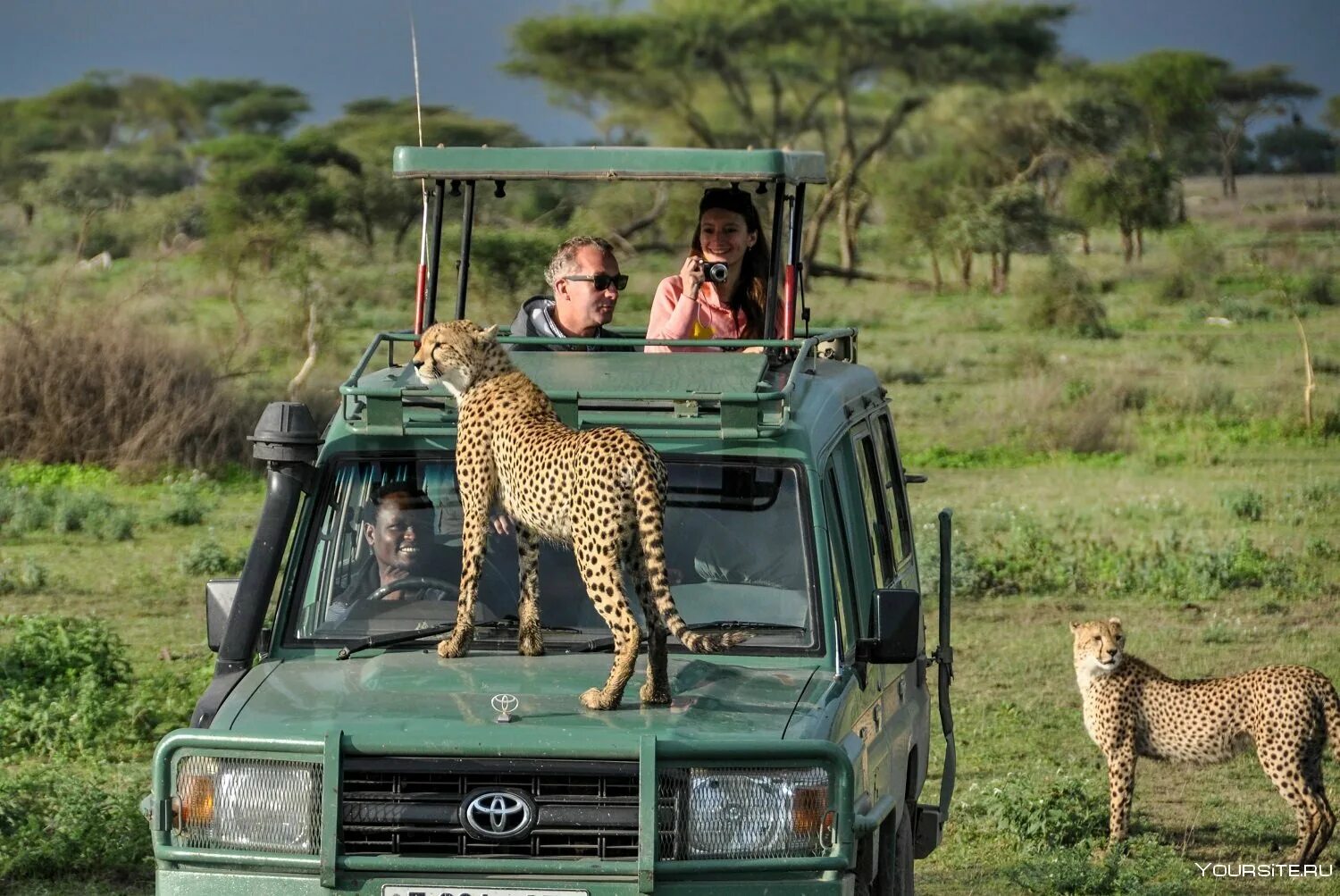 Africa safari. Серенгети сафари. Сафари в Танзании парк Серенгети. Сафари тур в Танзании. Кения парк сафари Найроби.