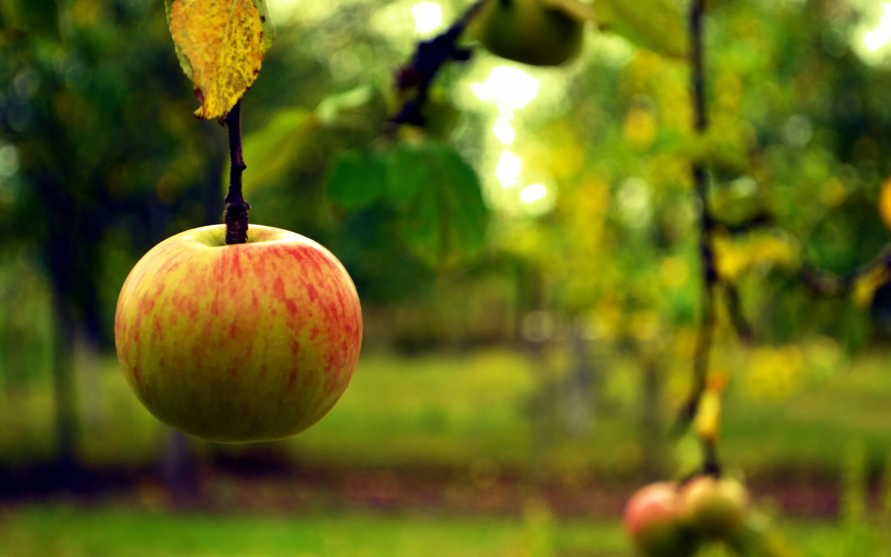 Яблоки не падают никогда отзывы. Осень яблоки. Падающее яблоко. Падение яблока с дерева. Яблоки на дереве.