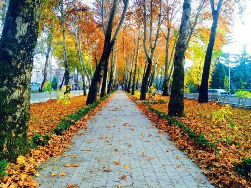 Парк в Душанбе осенью. Куз фасли. Куз фасли парк Шахар. Картинки Тирамох.