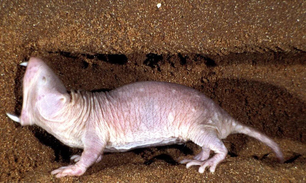 Зверь землекоп из африки 9 букв. Зверь землекоп из африки 9 букв. Зверь землекоп из африки 9 букв. Крот слепыш. Зверь землекоп из африки 9 букв.