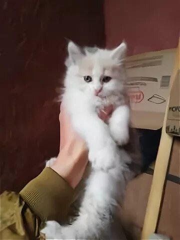 Добрые руки Подольск. Котята в Подольске. Котята отдаем в добрые руки в Подольске. Котята в добрые руки Подольск