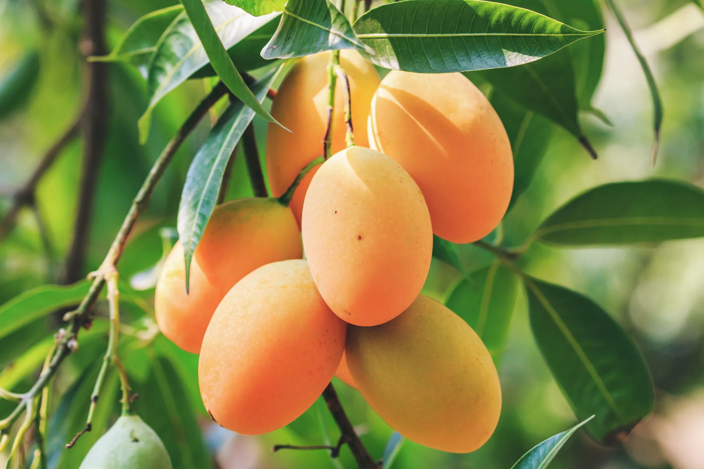 Манго фрукт дерево. Манго тайское растение. Тайское манго дерево. Манго плодовые деревья.