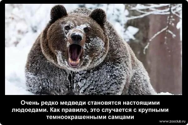 Медведь после спячки. Став медведь. Медвежата отправились в путь дорогу и день. Был медведь а стал. Выкройка гималайского медведя.