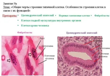 Клетки цилиндрического эпителия с изменениями