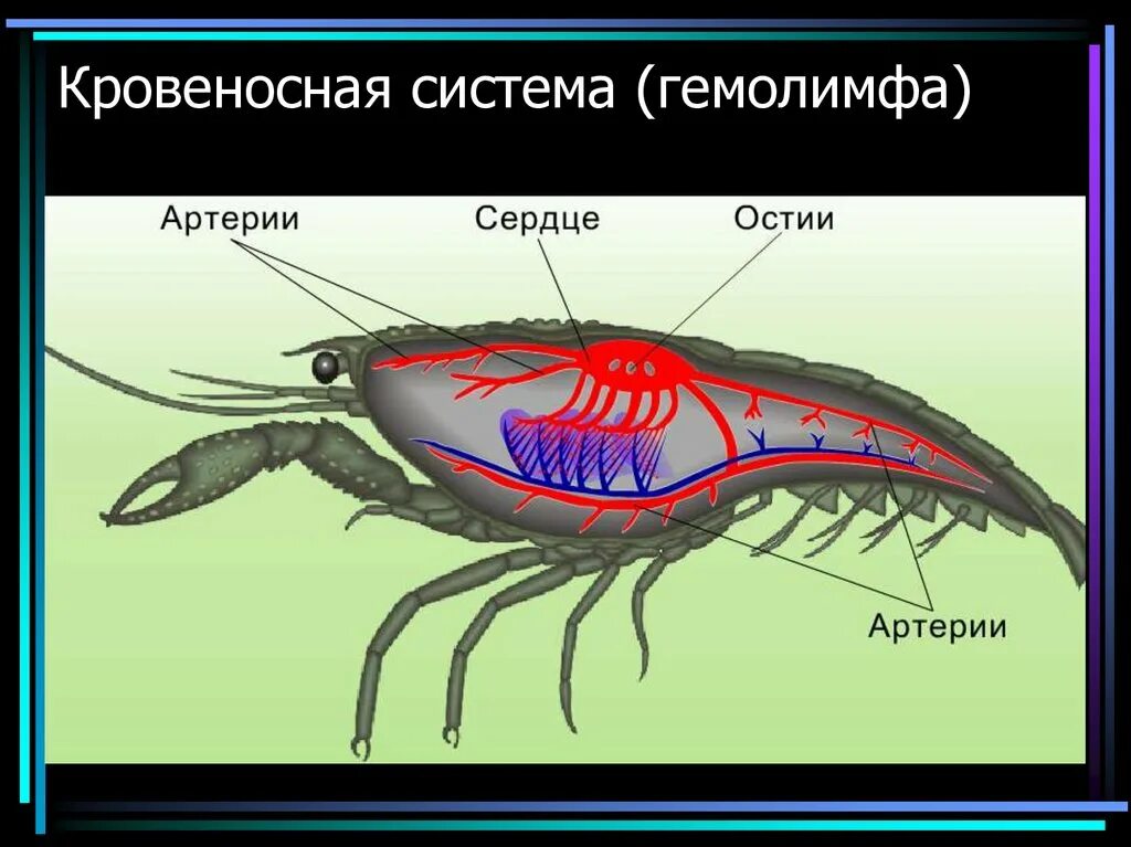 Кровеносная система гемолимфа. Кровеносная система ракообразных. Гемолимфа у ракообразных. Нервная система ракообразных.