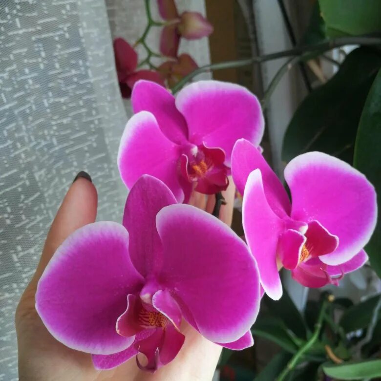 Орхидея фаленопсис жемчужина императора. Орхидея фаленопсис претория. Орхидея фаленопсис претория. Орхидея phalaenopsis emperor jewel. Фаленопсис посейдон.