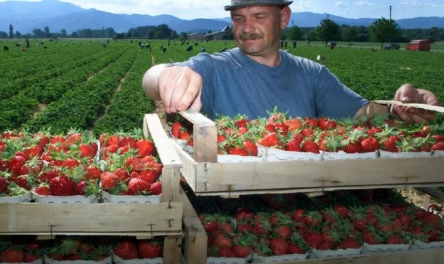 Совхоз им ленина клубника. Ягодные плантации. Клубника гигант растет. Клубничные поля в польше. Клубника в огороде.