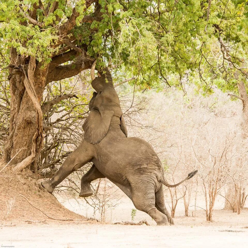 An elephant can climb. Elephantastic. Elephant can Climb. Can Elephants Climb?на русском.