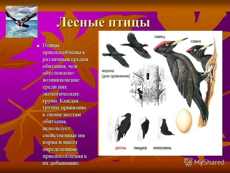 Птицы доклад 8 класс
