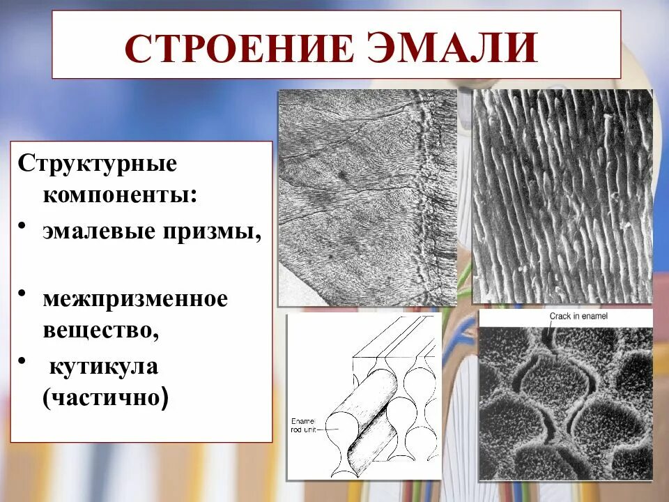 Что содержится в эмали. Гистологическое строение эмали межпризменное вещество. межпризменное вещество эмали гистология. строение эмали зуба. структура эмали зуба.