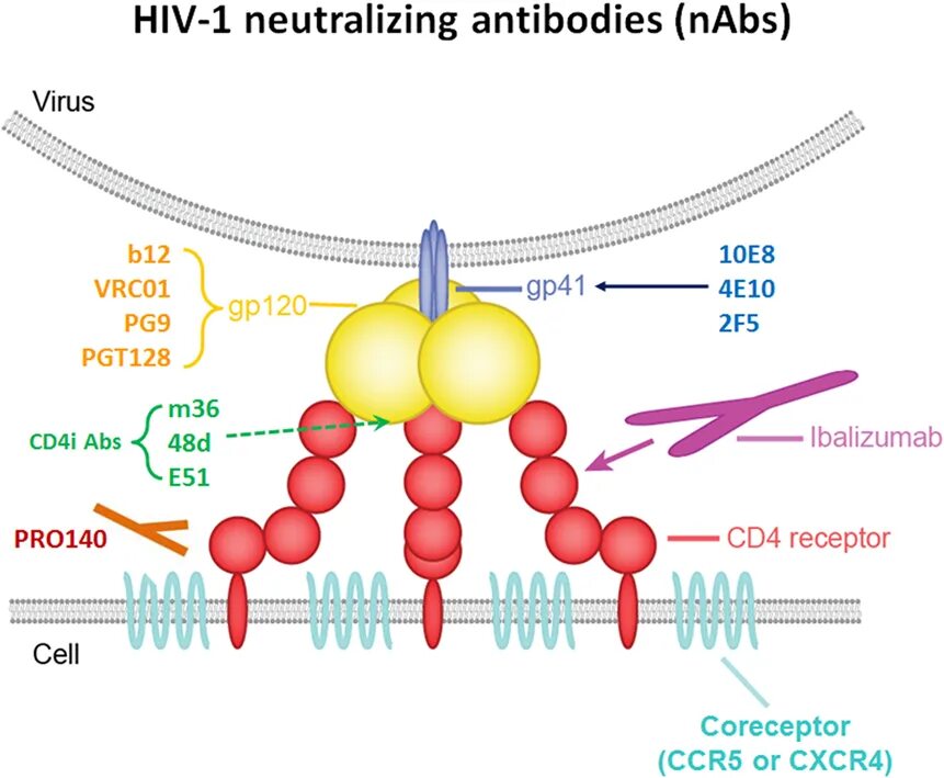 Neutralizing antibodies. Antibody structure. Антитела класса m g к Human Immunodeficiency virus HIV. Neutralizing antibodies scheme. Human immunodeficiency virus 1