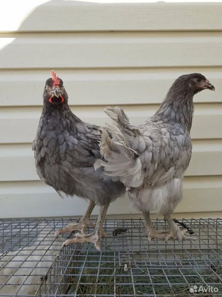 Петух орпингтон. Чешский доминант куры. Курица серая порода доминант. Орпингтон крапчатый. Родонит чешский доминант.